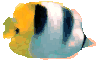 Ver o aquario